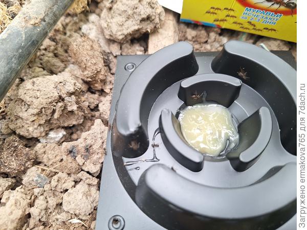 В центр ловушки помещают гель