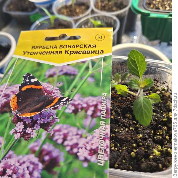 Вербена бонарская