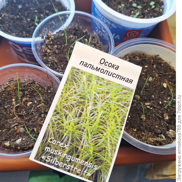 Осока  пальмолистная от Елены