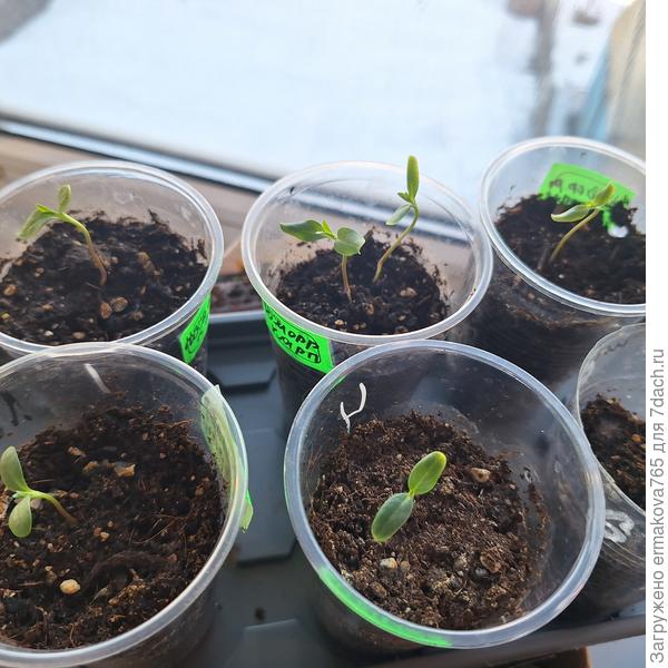 Гомфрокарпус