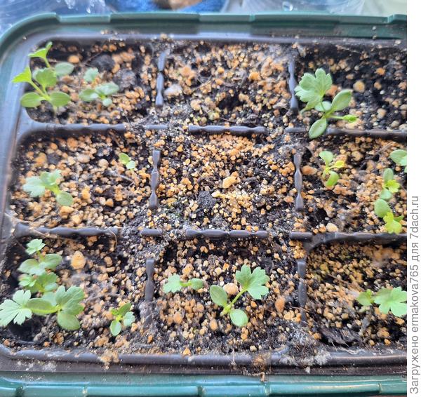 Прострел белый и розовый