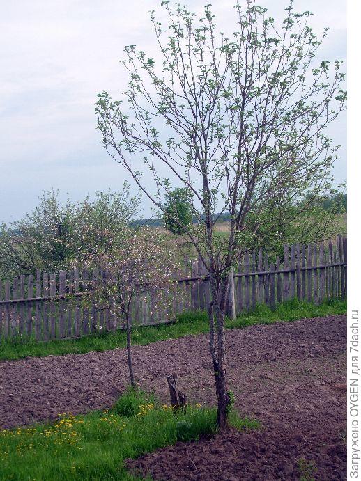 Яблоня с прямыми ветвями.