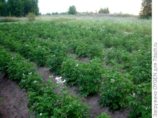 Цветки удалены - 09.07.2016г.