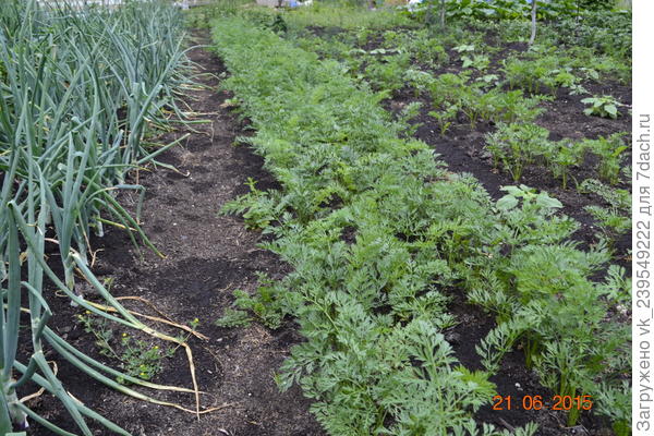 лук и морковь.