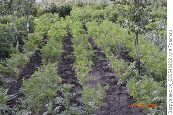 тоже морковь.