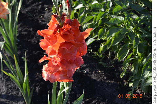 Гладиолусы.