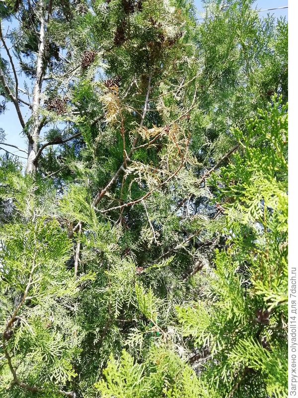 Желтеют и подсыхают.