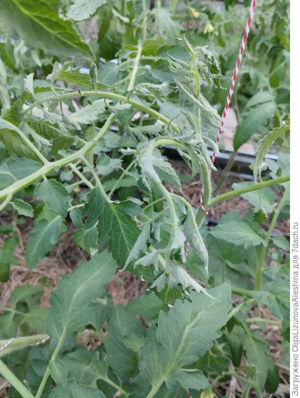 Макушки вялые