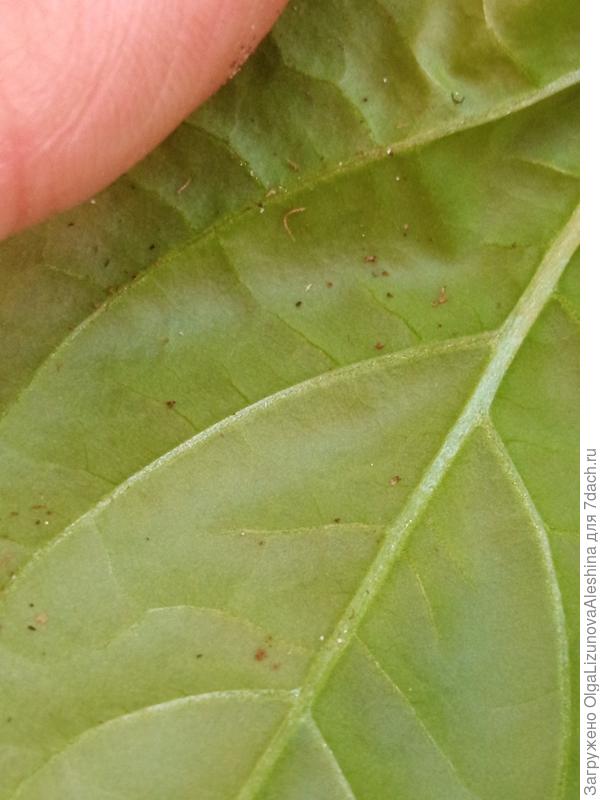 Это лист перца с обратной стороны