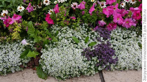 Фото 2 Тут кажется лаватера, а беленькое облачко - это случайно не алиссум? Очень похож в каталоге семян...е
