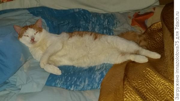 Вид спереди ( почти совсем белый). Вот жизнь у котов!!!