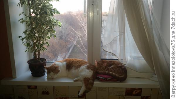 Вот нашла фото , где сразу 2 &quot;друга&quot;....