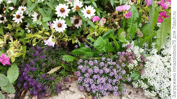 Фото 3 Тут очень интересно, что такое фиолетовое ( темно и светло)?