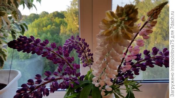 вот тут в центре как раз кремовый сортовой,который сразу выделяется толщиной соцветия