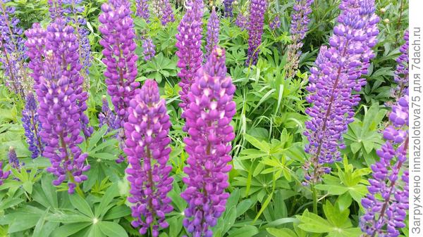 заросли моих люпинов