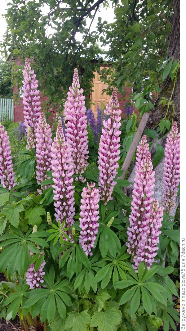 розовый- мой любимый