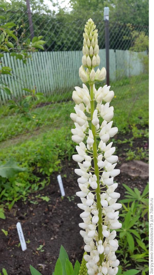 белый обычный