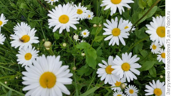 Ромашки в наследство.