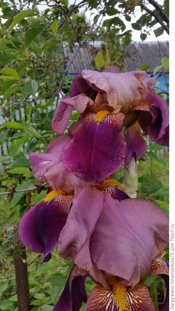 Подарок соседки.