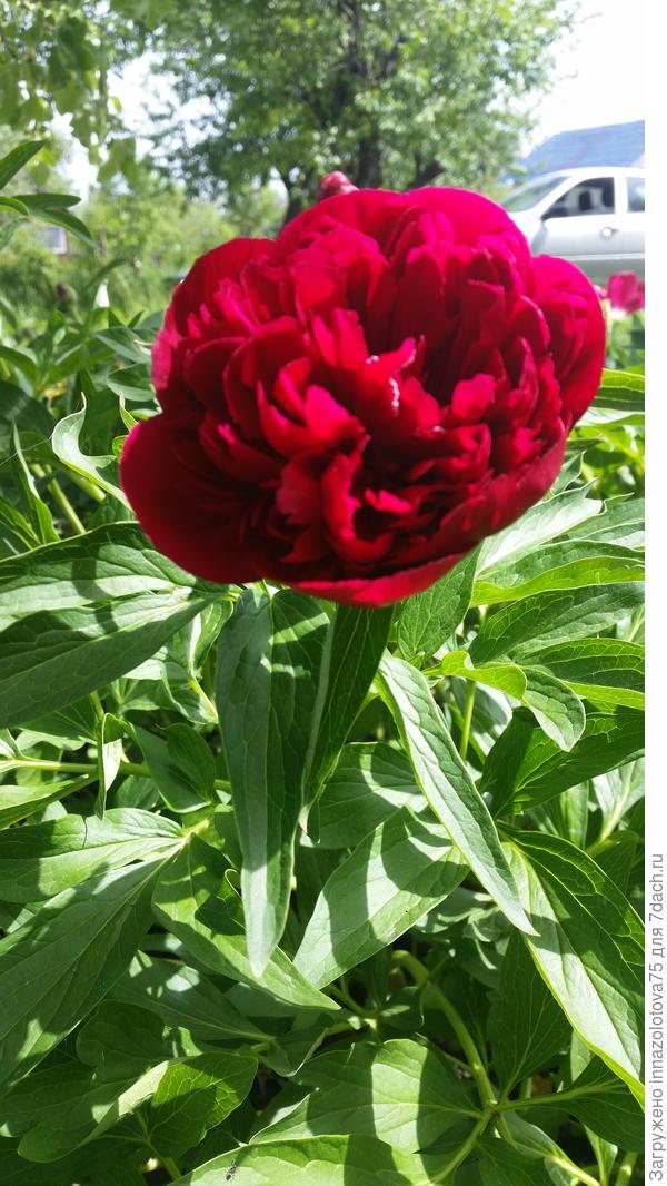 Пион, доставшийся в наследство.