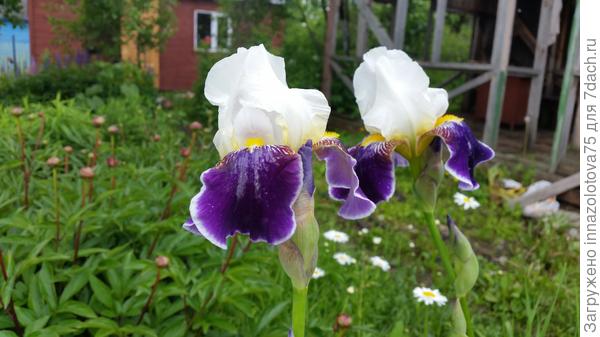 Тоже подарок,но уже другой соседки.