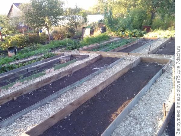 Вот мои любимые грядочки и проходики!
