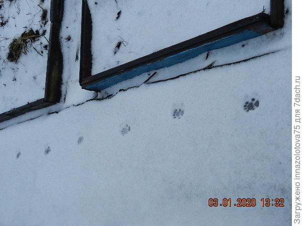 следы кошачьих лапок
