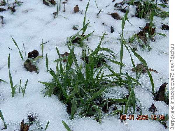 Алёна, а это наш снежный покров! Снег выпал 31 декабря несколько см. В городе ещё меньше.