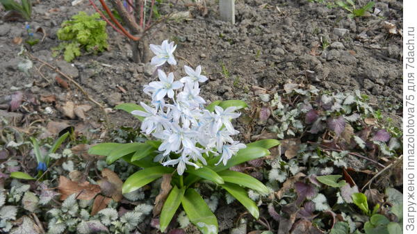 Хионодокса