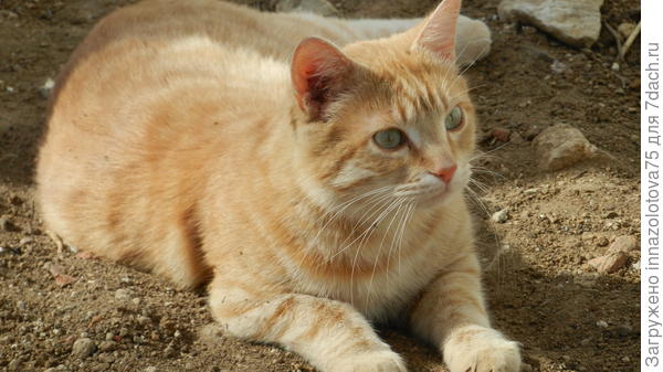 Без рыжих котиков - никуда!