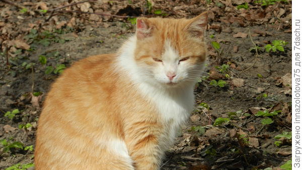 Ну. и куда без рыжих котиков?