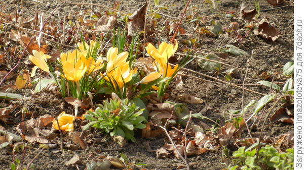 Крокусы в городе