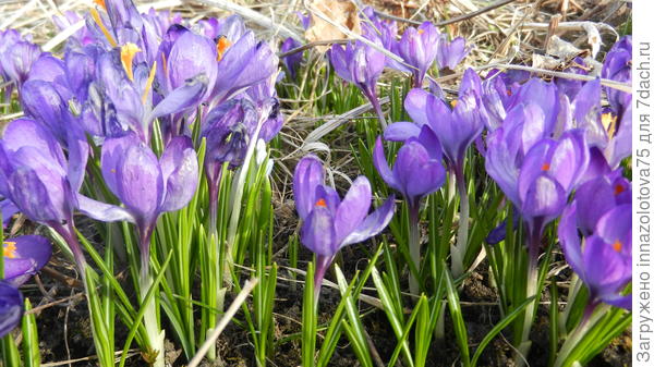 Крокусы на даче на солнце почти отцвели!