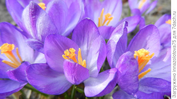 Крокусы