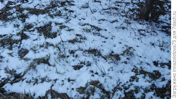Последний снег? Хотелось бы верить!
