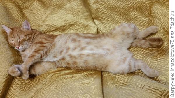 Вот чем занимаются коты, когда мы на работе!