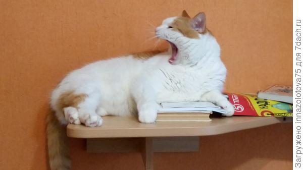 Коты прОООООООсят!