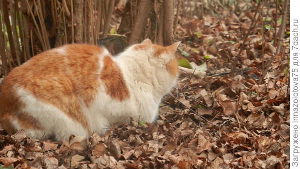 Ловим мышь ( в засаде у шиповника).