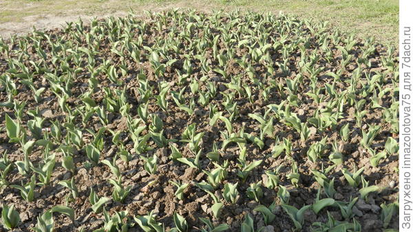 На клумбах показались тюльпаны!!! Листва.