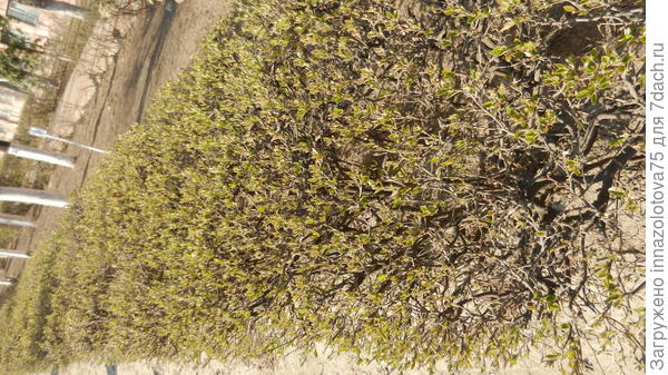 Кусты стали зелеными!!!