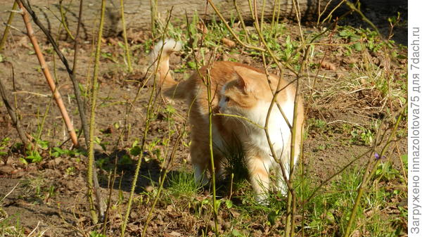 Рыжий котик