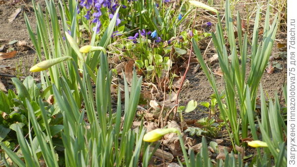 Первые бутончики нарциссов в городе!!!