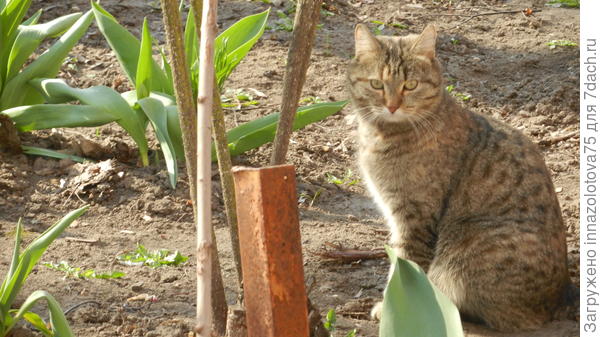 Коричневый котик