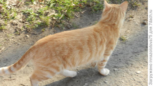 Ещё один рыжий