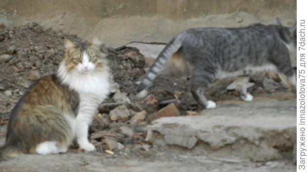 Красавица с изумрудными глазами