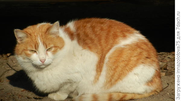 Упитанный рыжий котяра