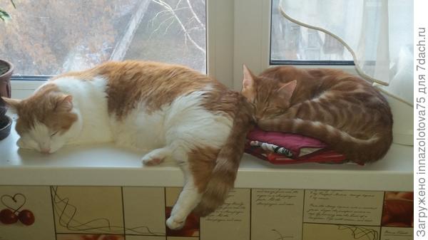 Коты спят