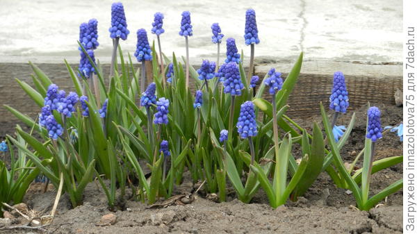 Мышиный гиацинт