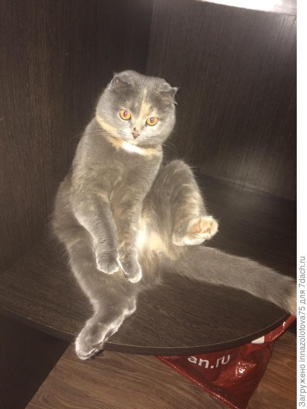 Это Боня, кошечка с корнями шотдандской вислоухой.