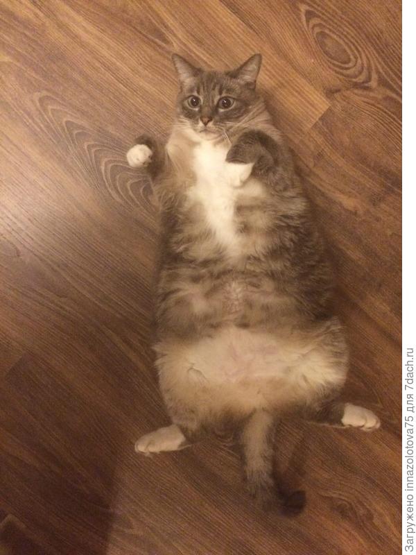 А это Кира, очень упитанная кошечка, подобранная на улице.